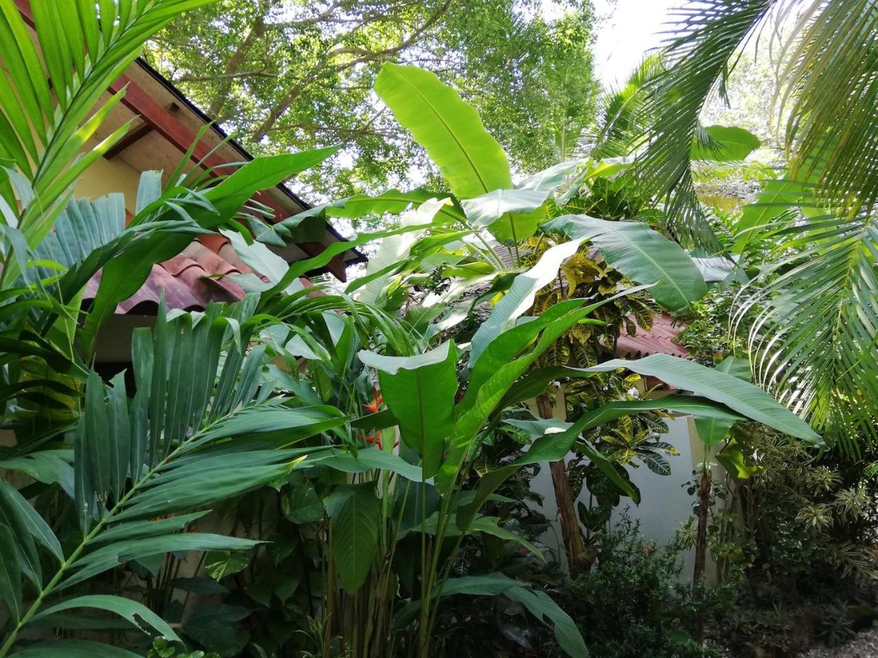 Funky Monkey Lodge Playa Santa Teresa  Luaran gambar